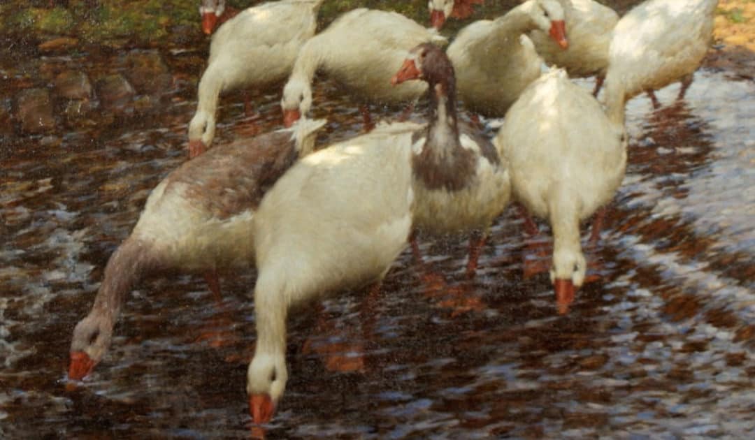 Victoria Art Gallery’s Virtual Animal Jigsaw Puzzles