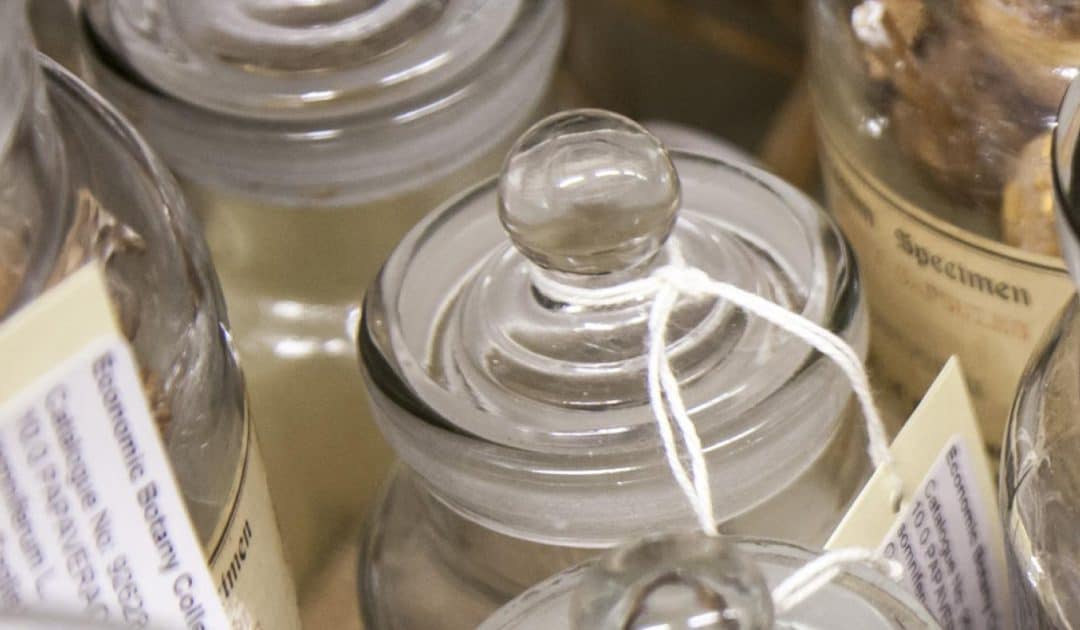Kew Gardens’ Create a Mobile Museum Project