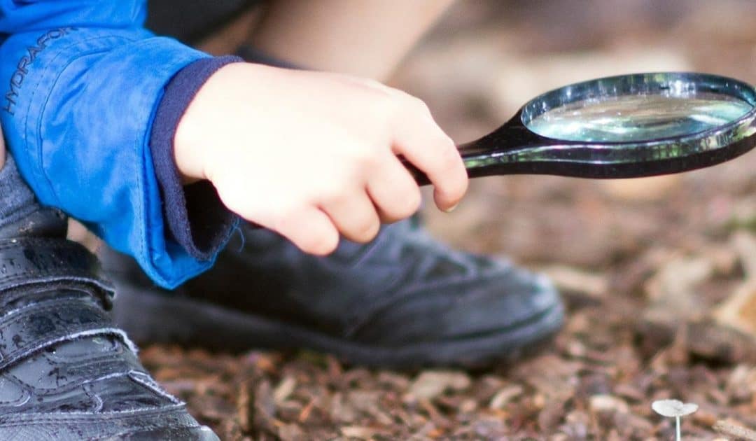 Kew Gardens’ Learning At Home Resource Hub