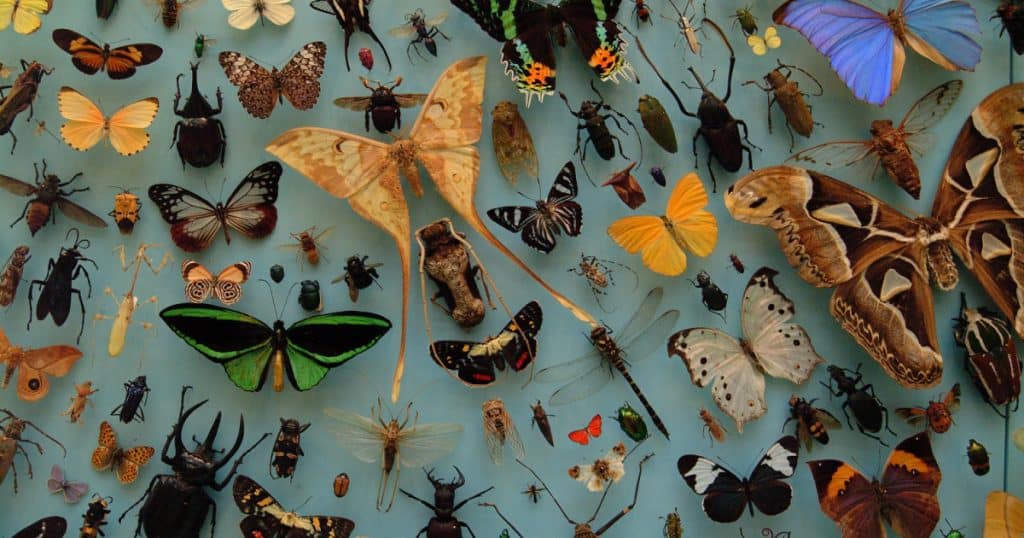 Oxford University Museum of Natural Historys Biodiversity and Evolution Online Lesson Social Image