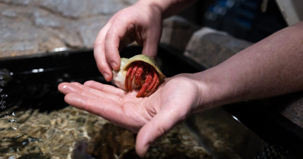 Life in a rock pool World Museum Social Image