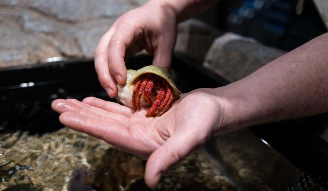 World Museum’s Rippling Rockpools Workshop