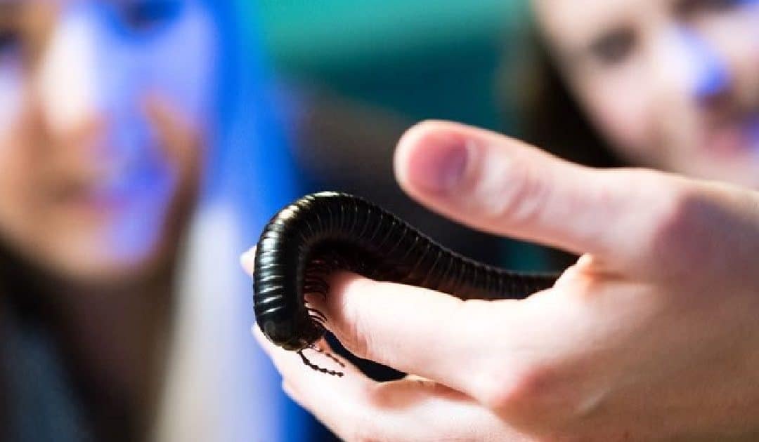World Museum’s Brilliant Bugs Workshop