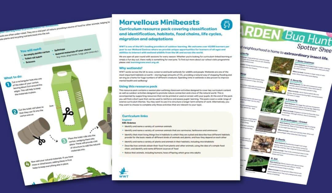 WWT’s Marvellous Minibeasts Resources