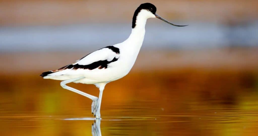 WWT Adaptations Evolution and Inheritance Social 1200 x 630