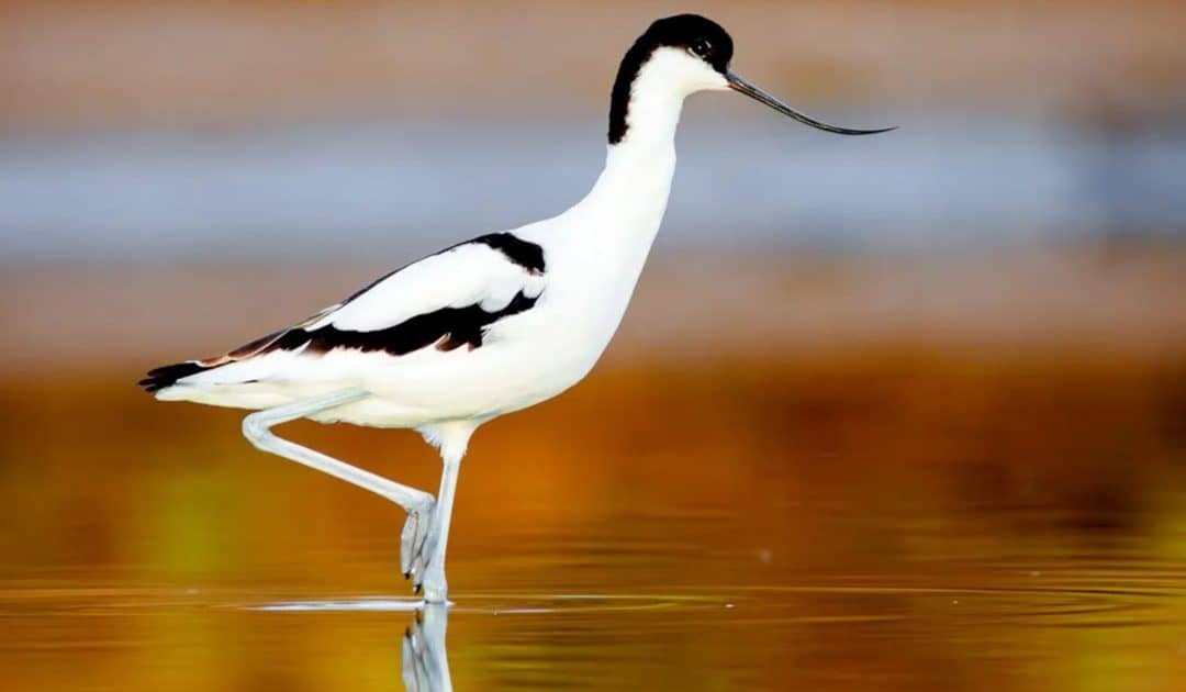 WWT’s Adaptations, Evolution and Inheritance Resources