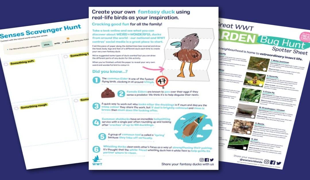 WWT’s Bite-Size Activity Resources