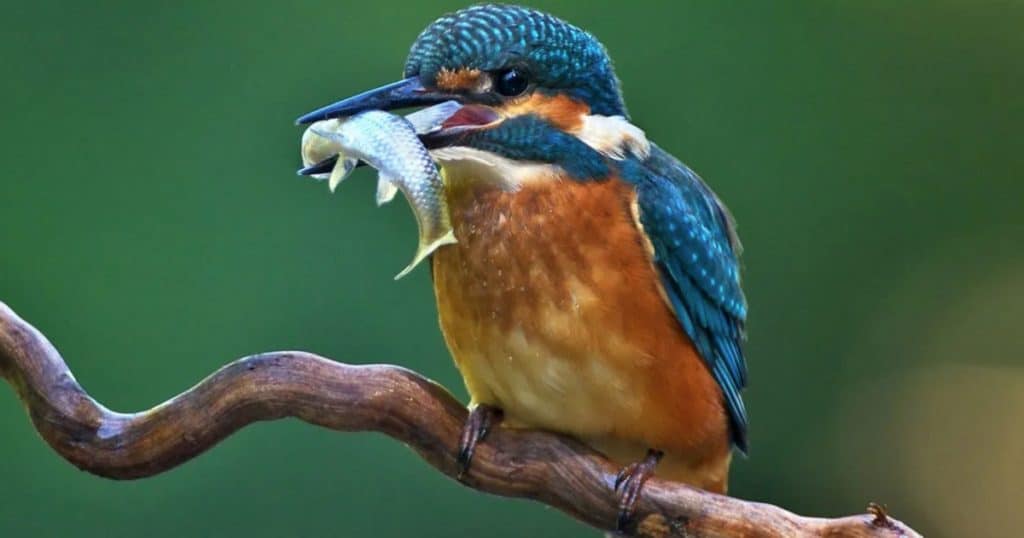 WWT Food Chains and Webs Social 1200 x 630