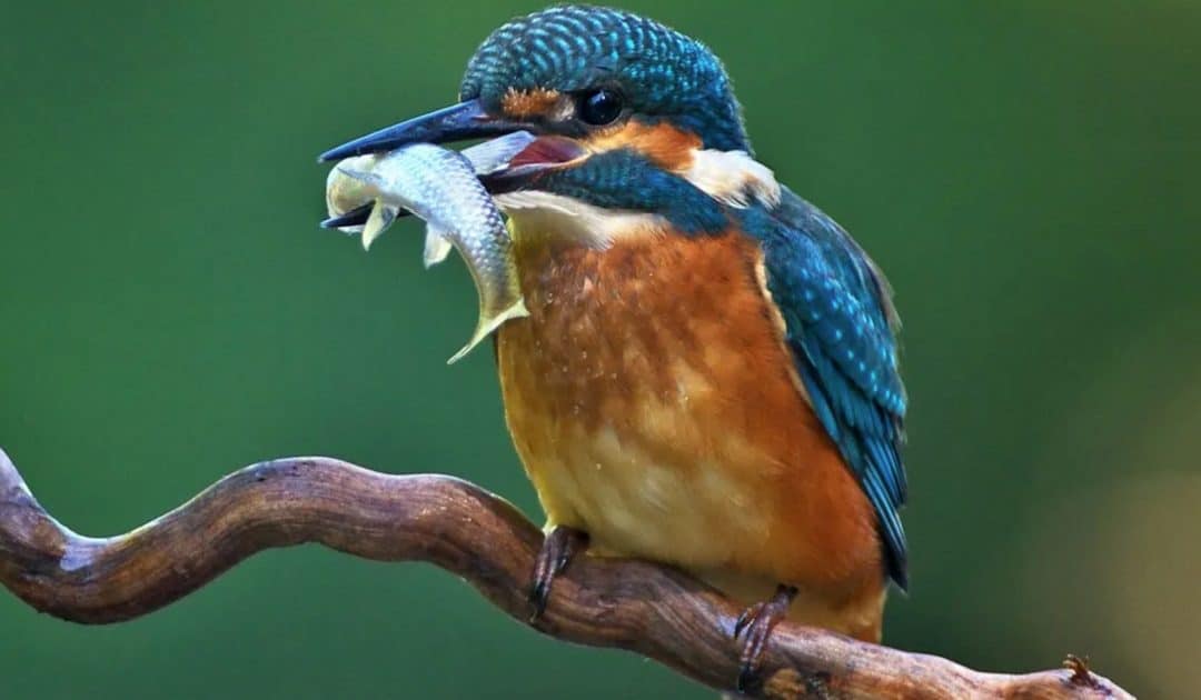 WWT’s Food Chains and Webs Resources