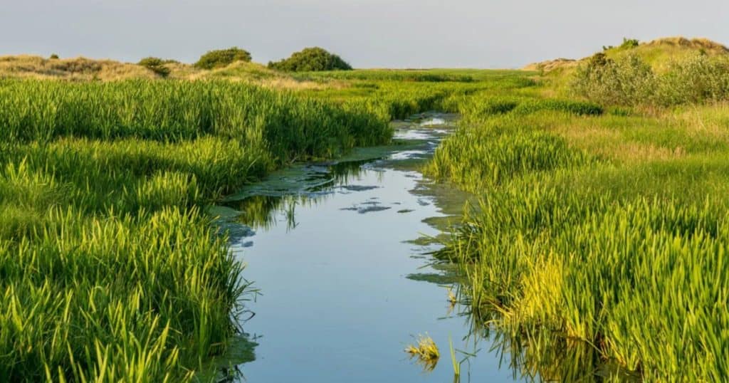 WWT Habitats Social 1200 x 630