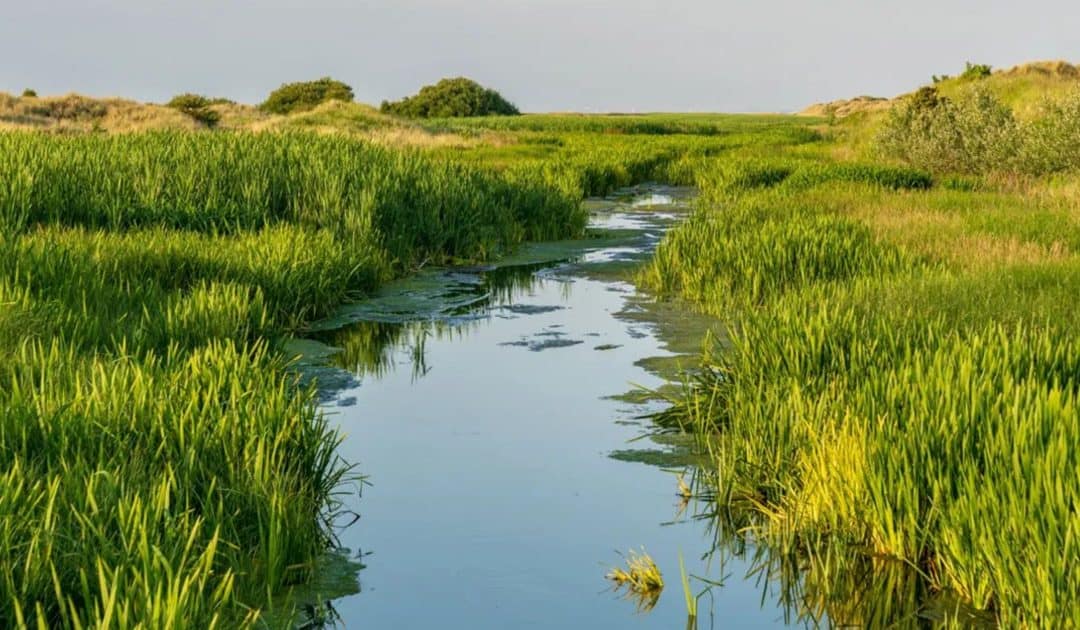 WWT’s Habitats Resources