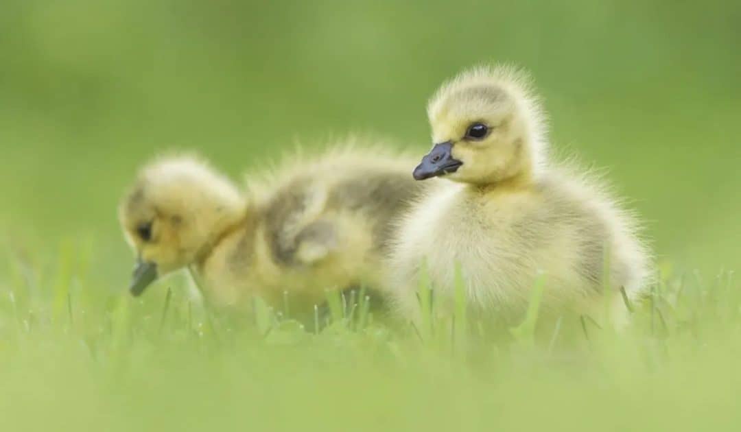 WWT’s Lifecycles Resources