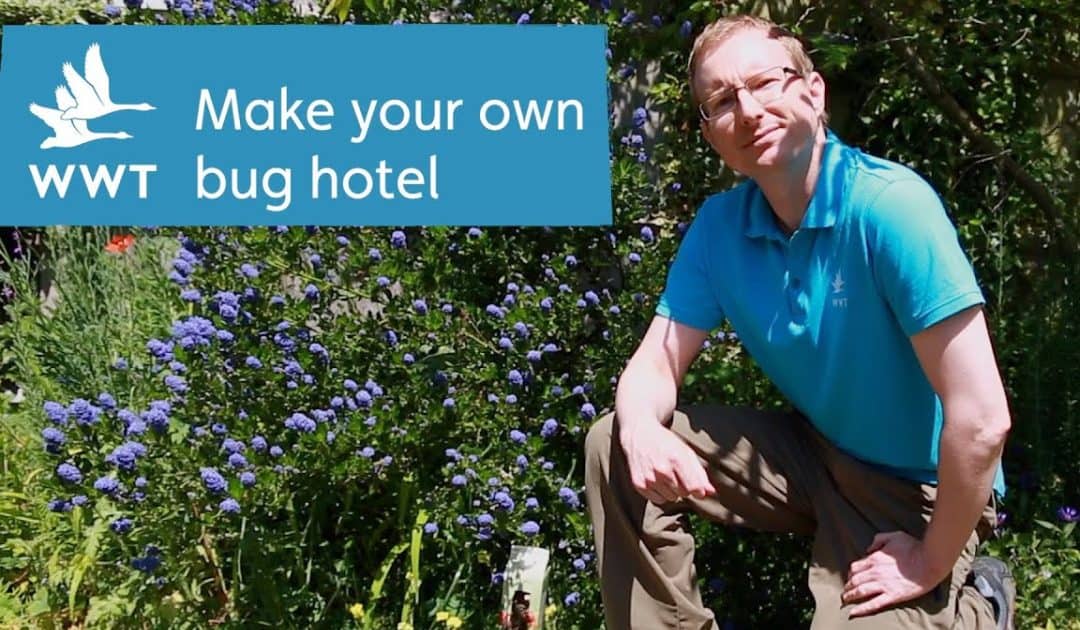 WWT’s Make Your Own Bug Hotel Activity Resources