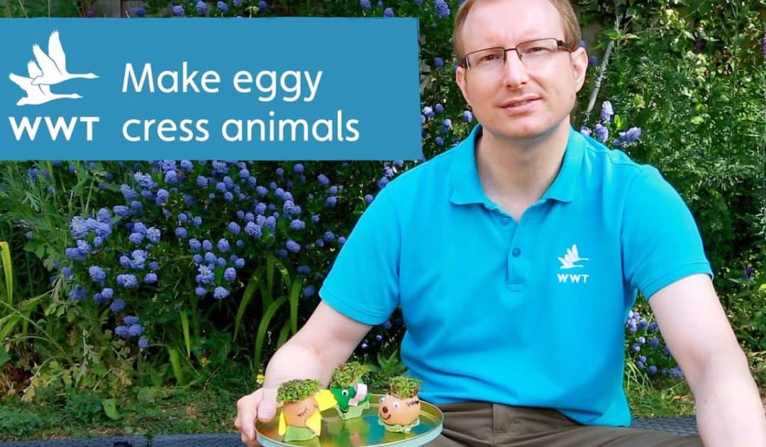 WWT’s Make Your Own ‘Eggy-Cress’ Animal Activity Resources