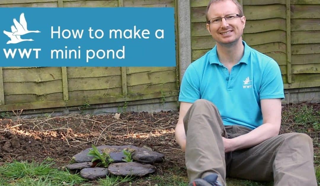 WWT’s Make Your Own Mini Pond Activity Resources