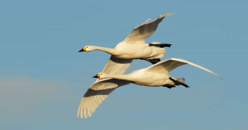 WWT Migration Social 1200 x 630