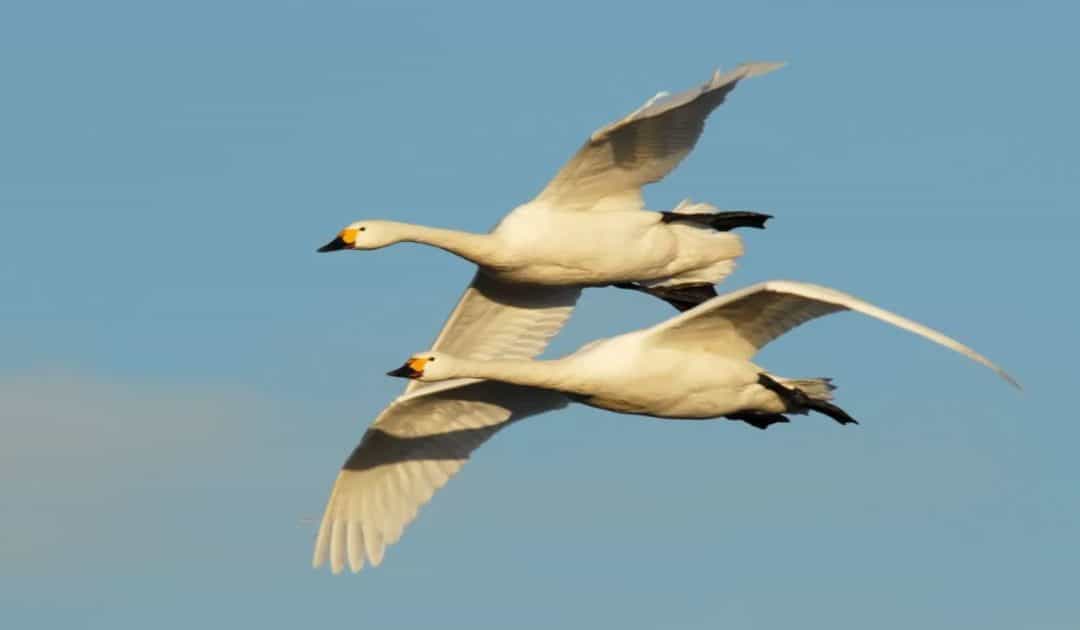 WWT’s Migration Resources