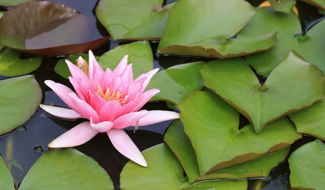 WWT’s Plants Resources