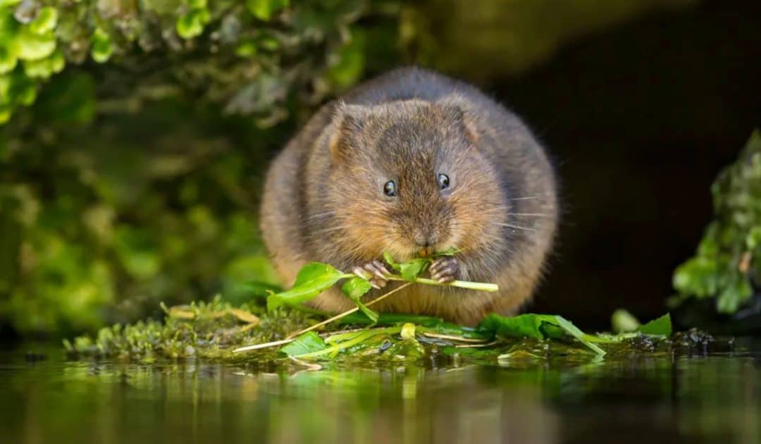 WWT’s Structure of Animals Resources