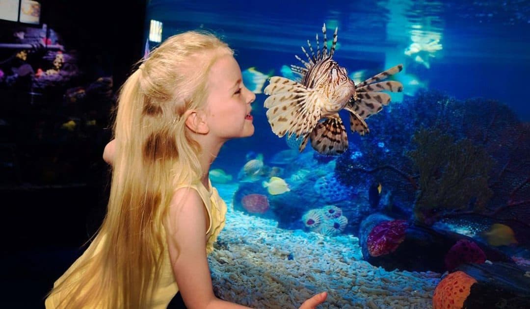 Sea Life Aquarium