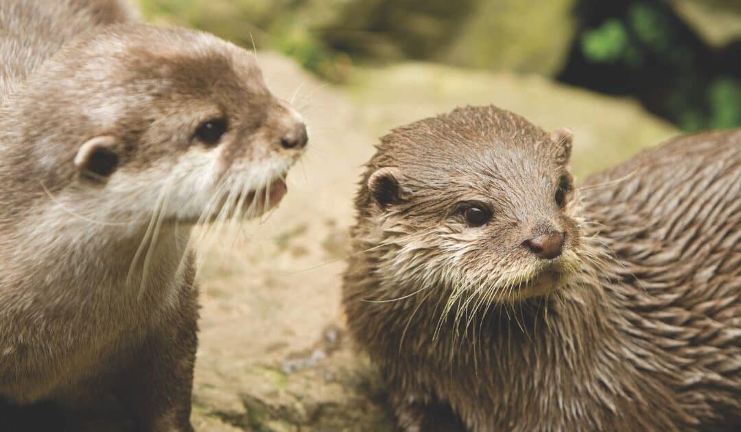 The Oceanarium’s KS1 Activity Pack