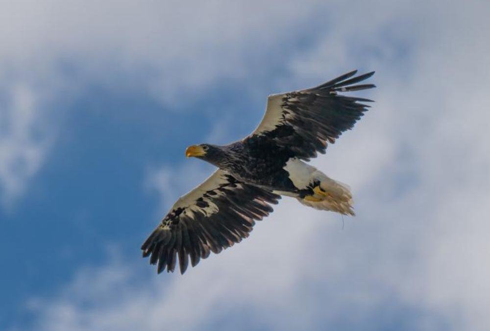Eagle Heights Wildlife Foundation